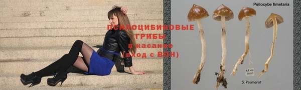 apvp Белокуриха